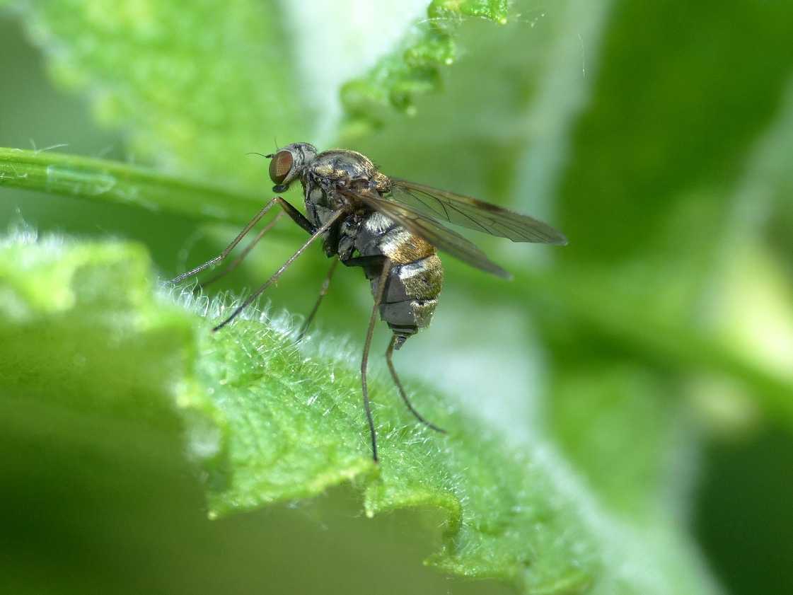 Chrysopilus cfr cristatus